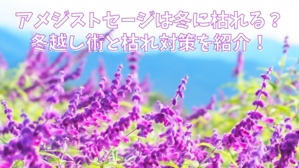 アメジストセージは冬に枯れる？冬越し術と枯れ対策を紹介！